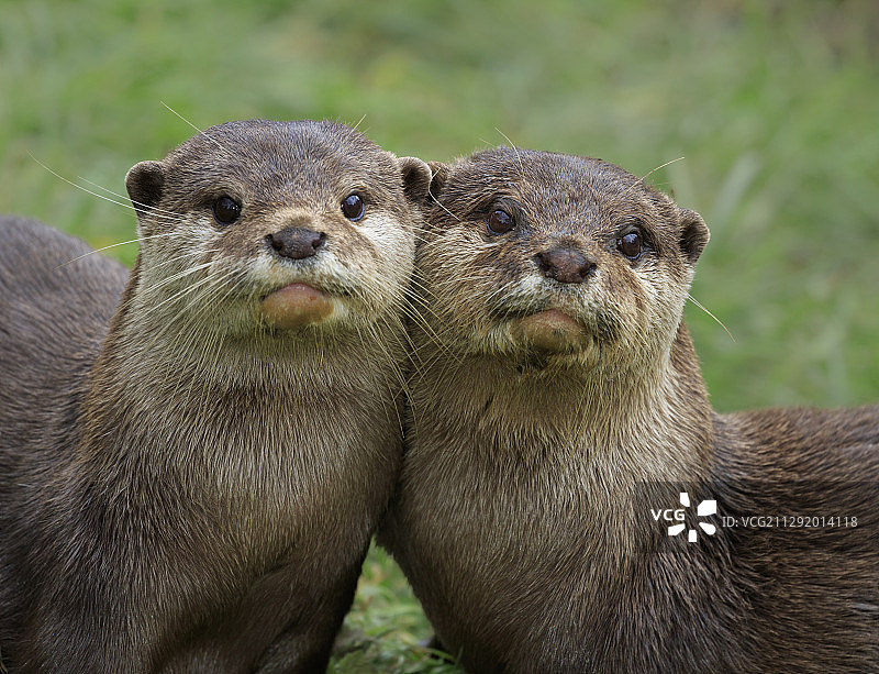 两只水獭肖像图片素材