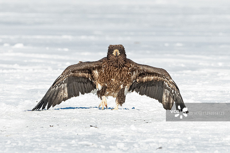 雪地展翅雄鹰自然摄影图片素材