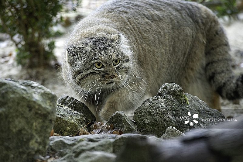 兔狲偷偷摸摸地走动图片素材