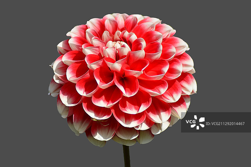 大丽花花头特写图片素材
