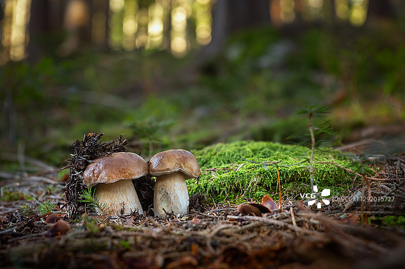 斯洛伐克Hrochot森林中的美味牛肝菌图片素材