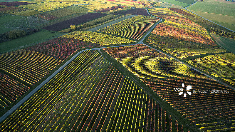 葡萄园鸟瞰图图片素材