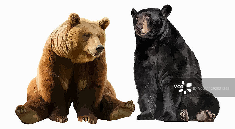 可爱的毛茸茸熊的力量与力量图片素材