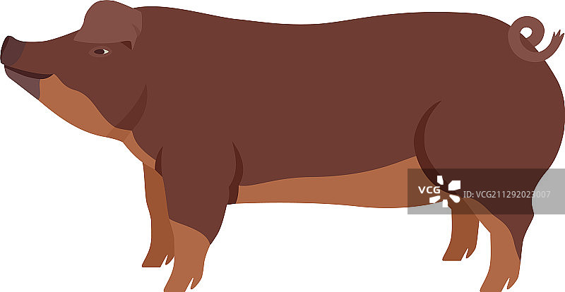 杜洛克猪图片素材