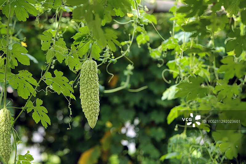 苦瓜架上的苦瓜图片素材