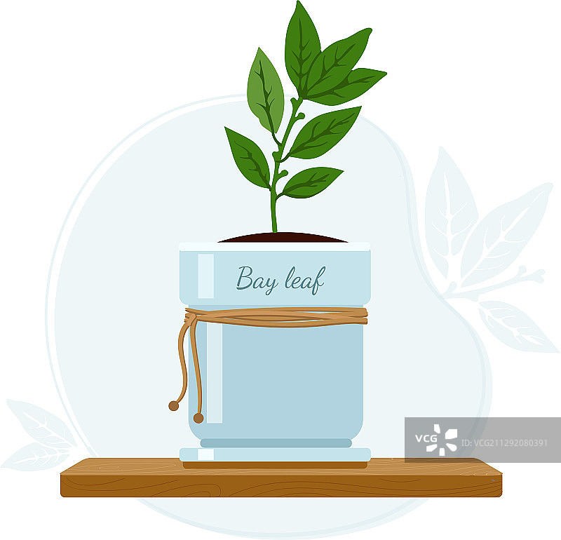 月桂树或月桂图片素材