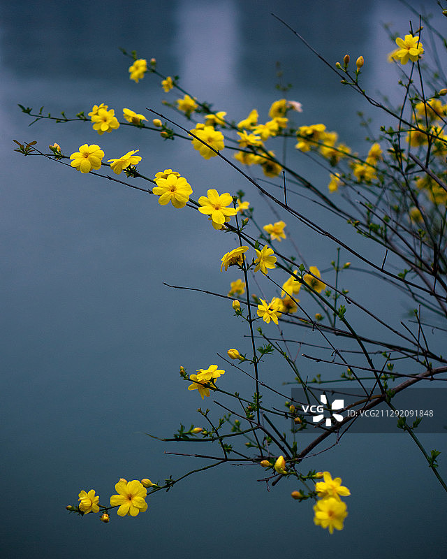 湖边迎春花图片素材