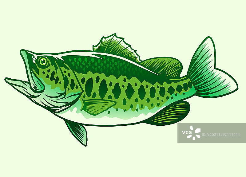 绿色大鲈鱼图片素材
