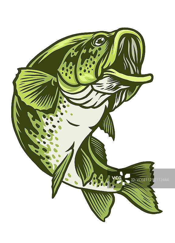 大口黑鲈鱼图片素材