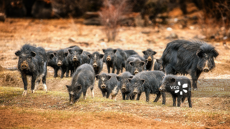 藏香猪一家图片素材