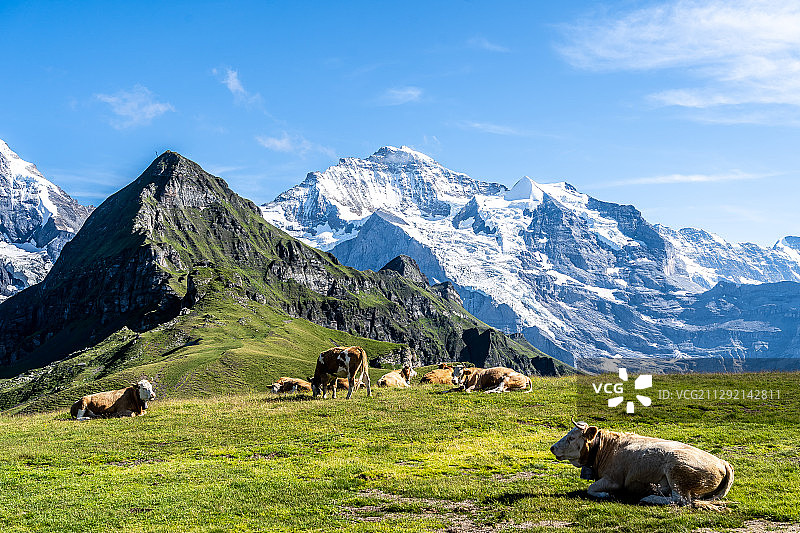 瑞士少女峰下夏日的高山牧场图片素材