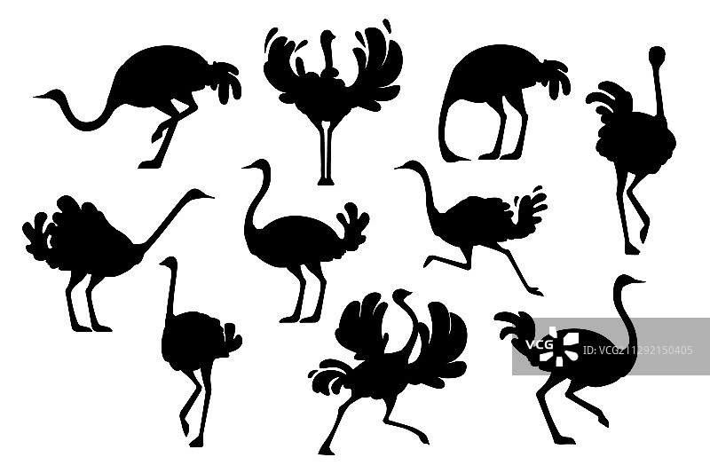 可爱非洲鸵鸟黑色剪影合集图片素材