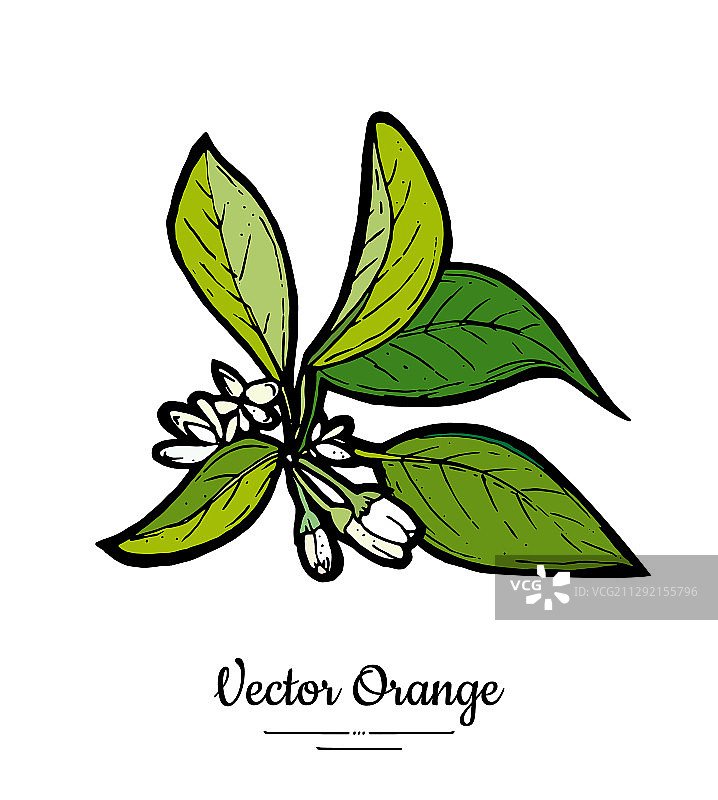 孤立的橙色树枝上的橙色花朵图片素材