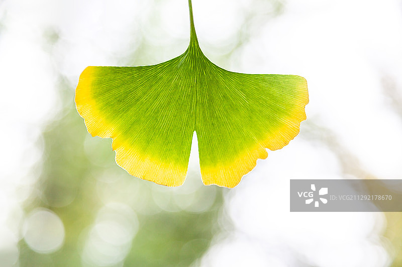 植物：银杏叶图片素材