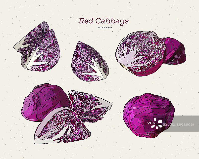 手绘红色卷心菜合集图片素材