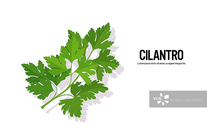 逼真的美味新鲜香菜绿叶图片素材