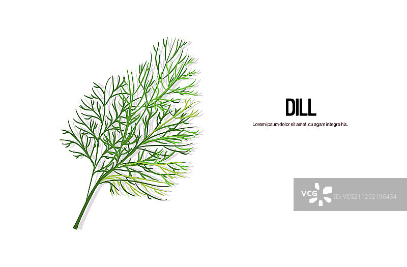 美味新鲜的绿色莳萝枝图片素材