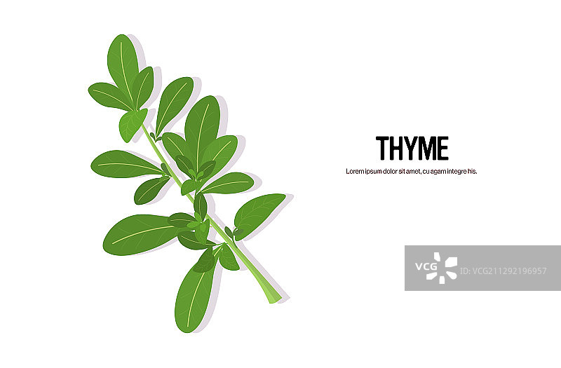 百里香嫩枝美味新鲜香草绿叶图片素材