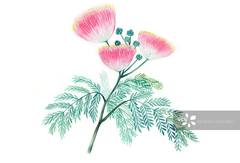 手绘水彩合欢花植物花卉插画图片素材