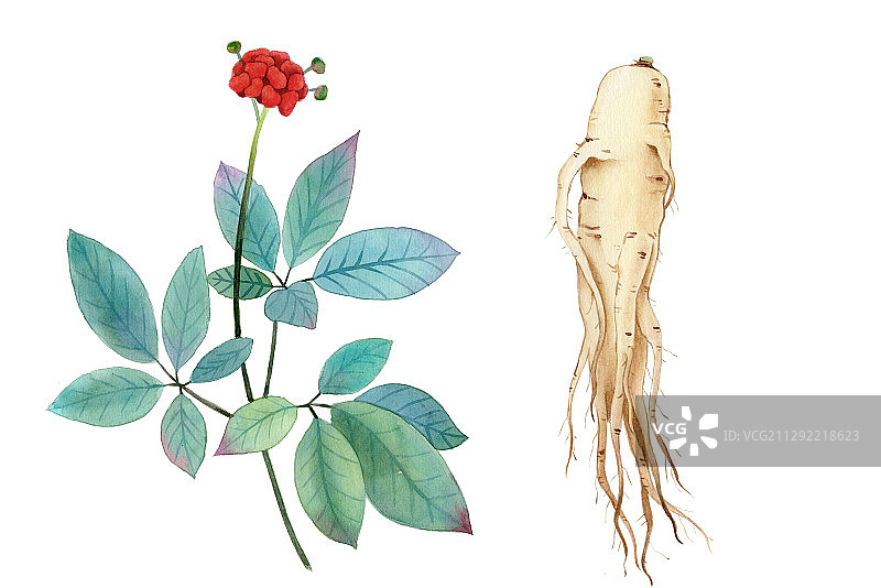 手绘水彩人参花植物花卉插画图片素材