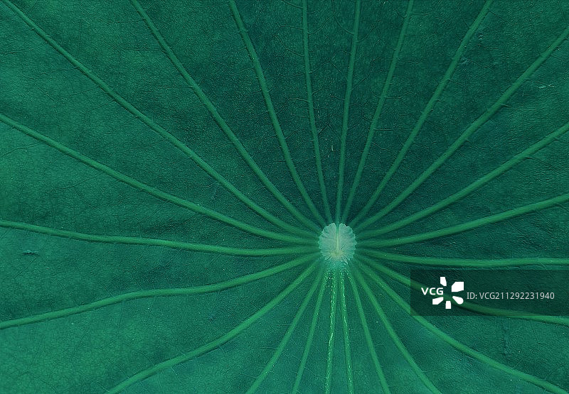 荷叶儿图片素材