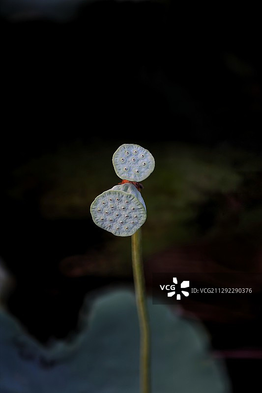 并蒂莲莲蓬图片素材