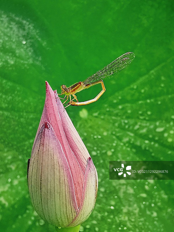 荷尖上的芭蕾图片素材