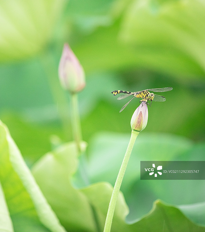 蜻蜓立在荷花上，受用香风不肯飞。图片素材