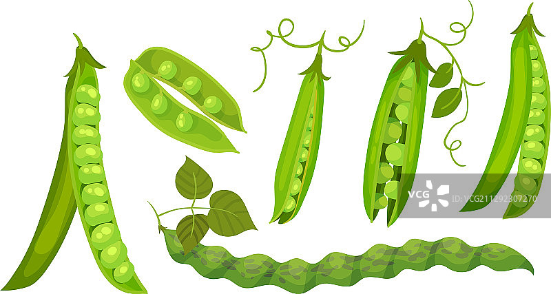白色背景下分离的豆荚里的青豆图片素材