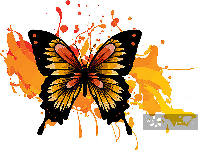 装饰蝴蝶图片素材