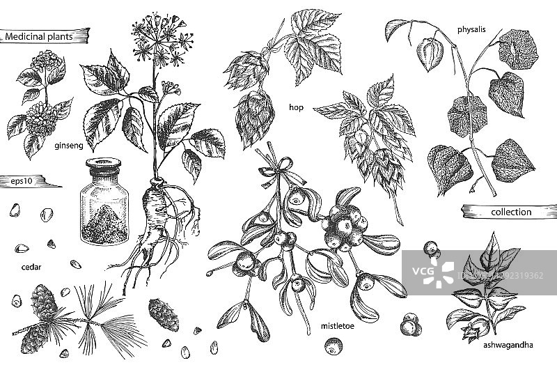 复古手绘草药素材图片素材