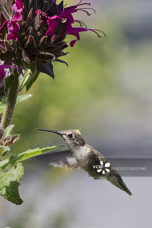 安娜蜂鸟飞向蜂鸟鼠尾草时头部沾满花粉图片素材