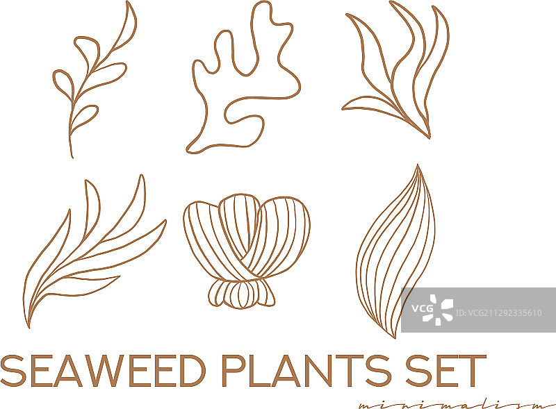 水下海藻植物合集图片素材