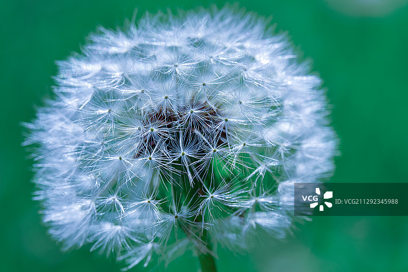 d810 老蛙公园小物图片素材