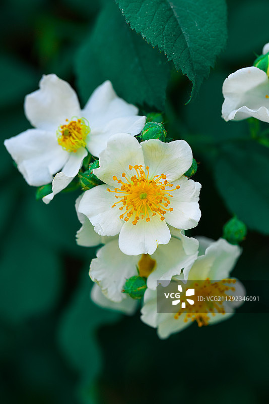 d810 老蛙公园小物图片素材