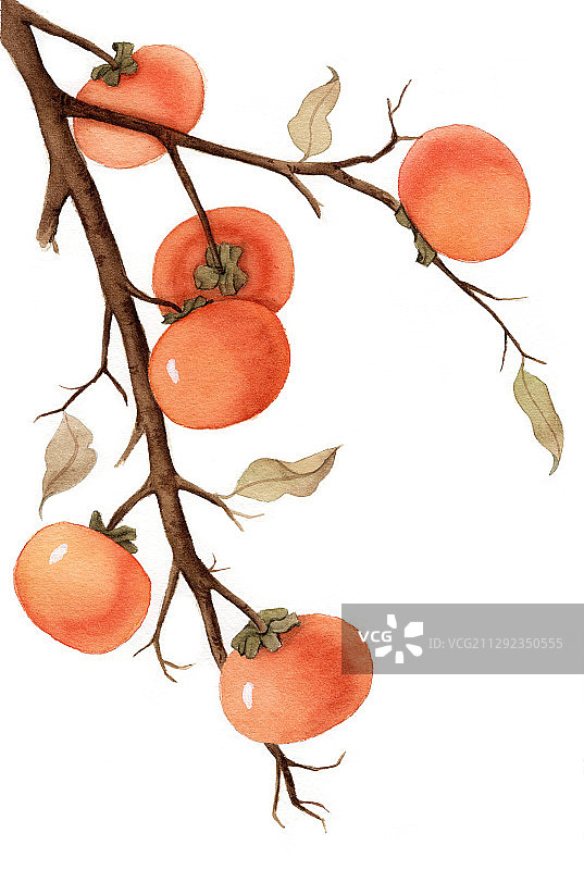 手绘水彩柿子水果装饰画插画图片素材
