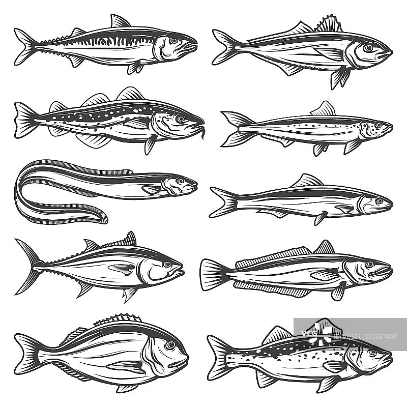 海洋鱼类物种轮廓图标合集图片素材
