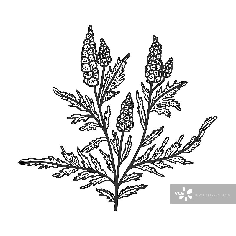 豚草植物素描图片素材