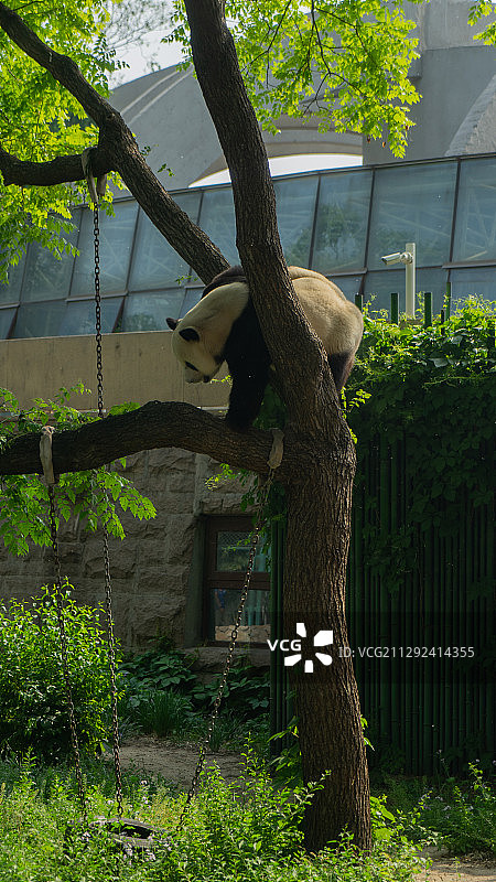 大熊猫在爬树图片素材