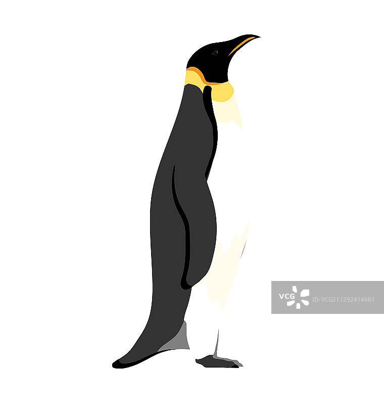 帝企鹅侧视图图片素材