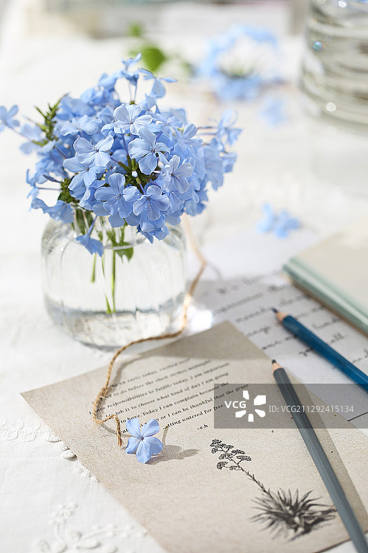 蓝雪花图片素材