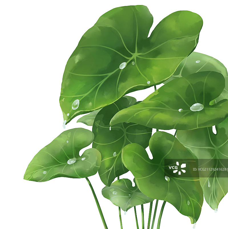 荷花元素图片素材