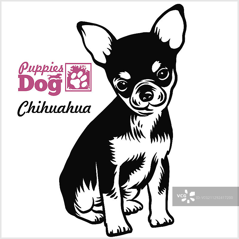 手绘素描坐着的吉娃娃幼犬图片素材