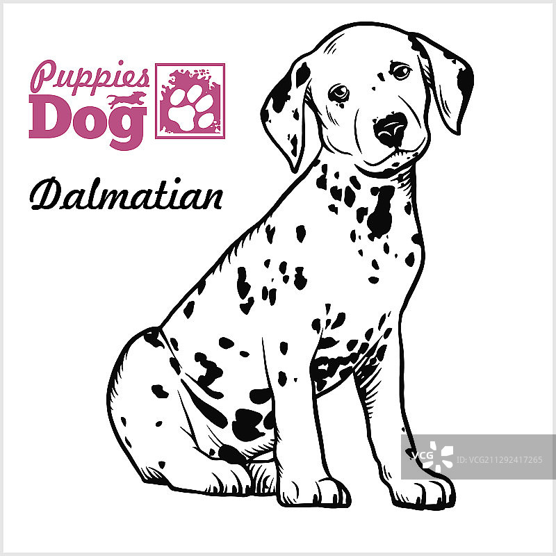 斑点狗幼犬坐姿手绘草图图片素材