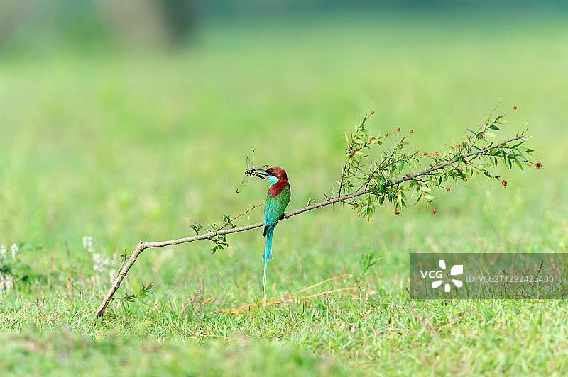 小巧美丽的蓝喉蜂虎图片素材