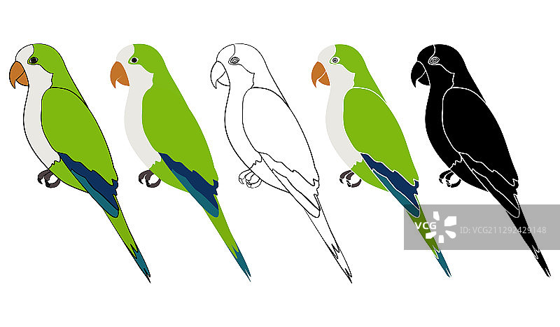 侧面观察卡图里塔鸟图片素材