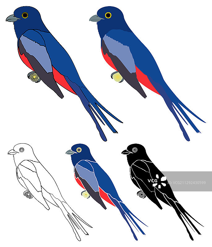 红腹 Surucua 鸟的侧面图图片素材