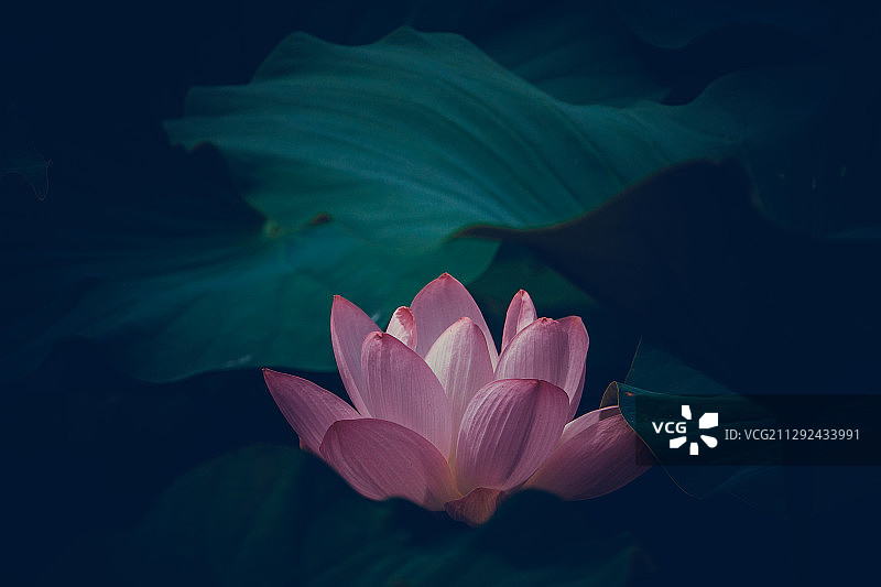 出淤泥而不染图片素材