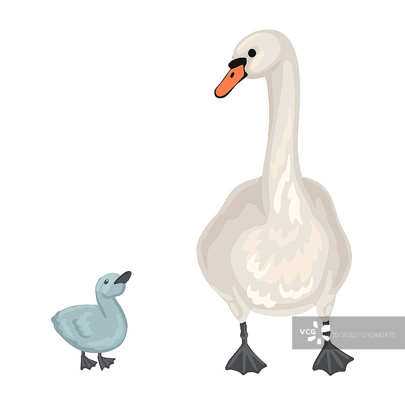 天鹅一家和小天鹅与天鹅妈妈图片素材