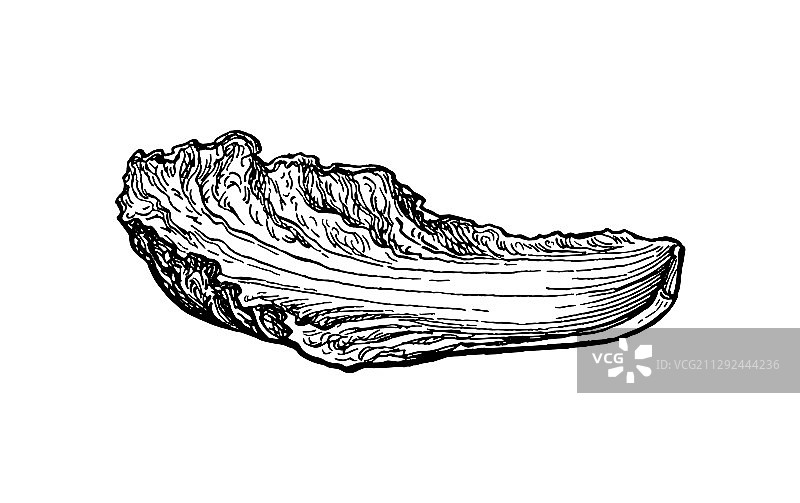 水墨速写大白菜图片素材